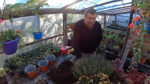 Отцвела хризантема ? Не выбрасывайте !Культура многолетняя. .