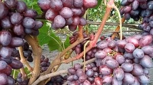Сюзанна (Красная Пуля)