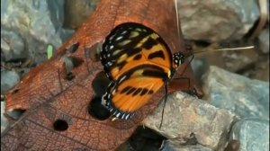 Бабочки - butterfly.