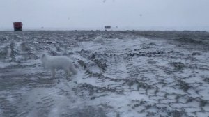 Харасавэй,писец Люся...