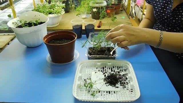 ???ИПОМЕЯ ПЕРИСТАЯ ! КАК ВЫРАСТИТЬ РАССАДУ ! Выращивание из семян, как пересадить и подкормить