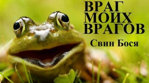 Свин Бося   Враг моих Врагов