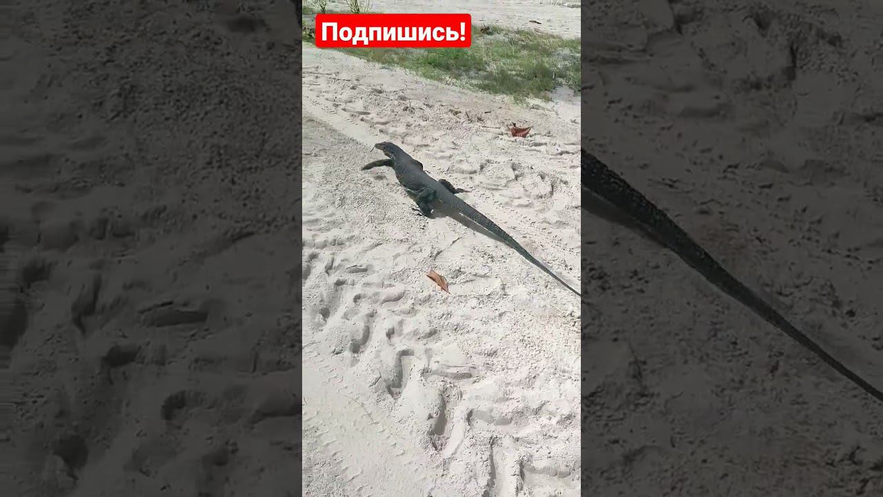 Огромный варан в Таиланде - остров Рача #таиландпхукет #варан #монстр