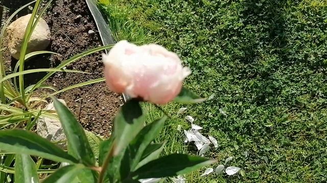 пион Сара Бернар Paeonia Sarah Bernhardt июль 2022 смотреть онлайн