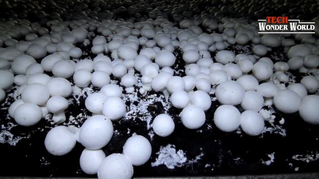 Inside Northway Mushroom Farm | Mushroom Growing picking Packaging and Distribution Production Line смотреть онлайн