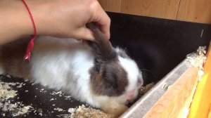 Кролики самцы производители в хозяйстве. Домашние счастливые кролики, кроликоферма - кролы