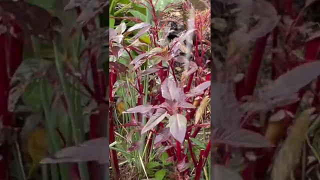 Red amaranth ￼