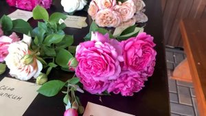 Самые интересные сорта чайно-гибридных роз на мой взгляд))