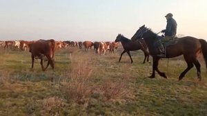 Выгнали коров в стадо!  Первый день наших коров в поле) Расскажу как это было....