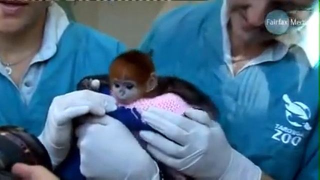 рождение забавной обезьянки смотреть онлайн