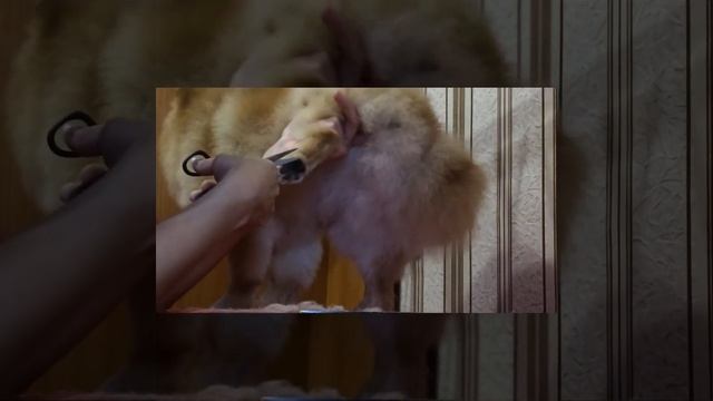 Стрижка шпица последовательность