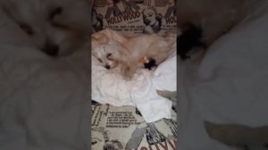 Уход за мальтийской  болонкой (молли)