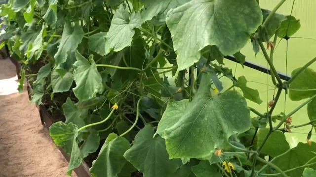 Урожай середины лета 2020. Дача. Ленинградская область. смотреть онлайн