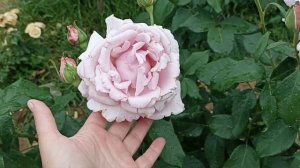 Розы из волшебной страны эльфов! #розы #сортароз #розыкордеса #грандифлора#розывсаду