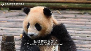 【The Giant Panda You Don't Know】The Reasons Behind The “Lazy Giant Panda” | iPanda