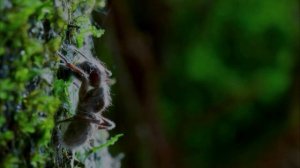 Жуткий Гриб Кордицепс -Превращающий в Зомби