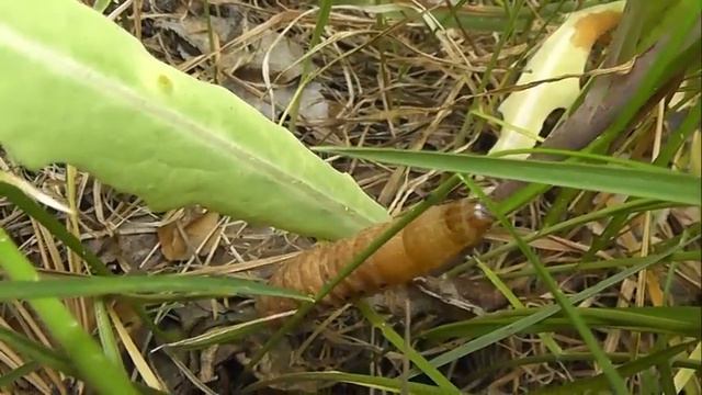 ГУСЕНИЦЫ: Noctua fimbriata (Совка Земляная Каёмчатая) смотреть онлайн