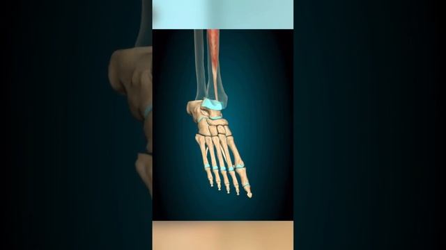 Как улучшить подъем стопы? Балет для взрослых. Полупальцы, пуанты #балетдлявсех #подъемстопы #пуант