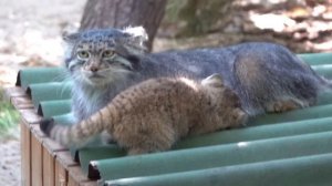 Котенок манулов играет с хвостом мамы. 29.07.2022