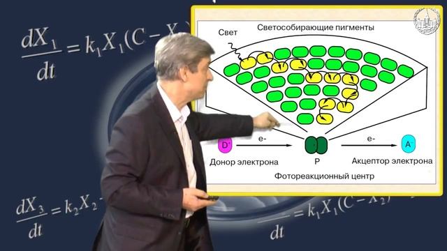 Тихонов А.Н. Биоэнергетика. Молекулярные машины. Часть 2 смотреть онлайн