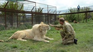 НОВЫЙ БЕЛЫЙ ЛЕВ ВЫПУЩЕН В САФАРИ . Тайган .Крым