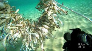 Подводная морская охота