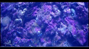 Океанариум Сочи коралловый риф 1
