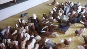 КРАСНЫЕ ГОЛУБИ ПО  МАРИУПОЛЮ-2021г.