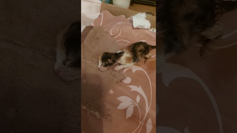 Примеряю роль мамки-кошки)