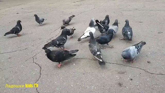 Шустрый Воробей Кормим Голубей Как обедал Воробей смотреть онлайн