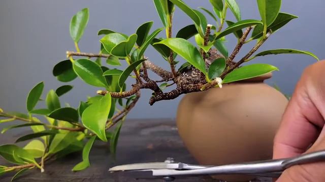 Repotting Mini Ficus Tiger Bark Bonsai. Ficus microcarpa #ficus #bonsai смотреть онлайн