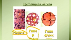Ветеринарная анатомия. Щитовидная железа и паращитовидные железы животных. Видовые особенности.