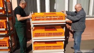 Клетка пластиковая Спрут для содержания перепелов