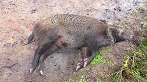 Загонная ОХОТА. 9 декабря 2017г.