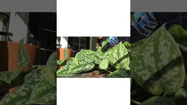 Repotting Satin Pothos смотреть онлайн