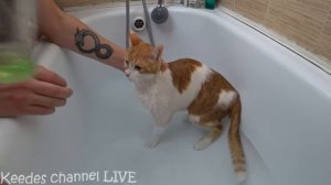 ЛАЙФХАК - как правильно и безопасно для жизни искупать кота