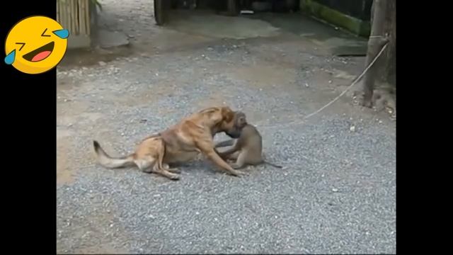 СУПЕР СМЕШНЫЕ ОБЕЗЬЯНЫ | ТОПовая подборка приколы с обезьянами 2021 смотреть онлайн