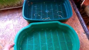 Гидропонное выращивание ячменя дома