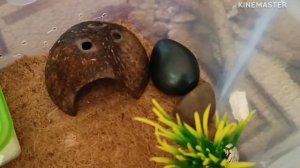 Уборка в террариуме у эублефара