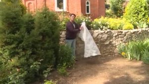 Посадка роз и организация розария. Розовое настроение. Выпуск 6