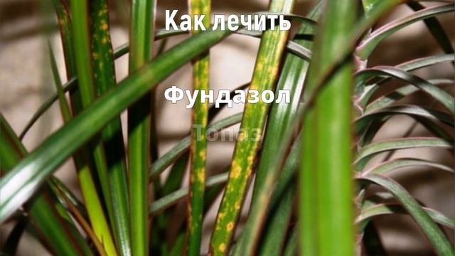 Болезни Драцены и их Лечение! Как Спасти Комнатный Цветок?