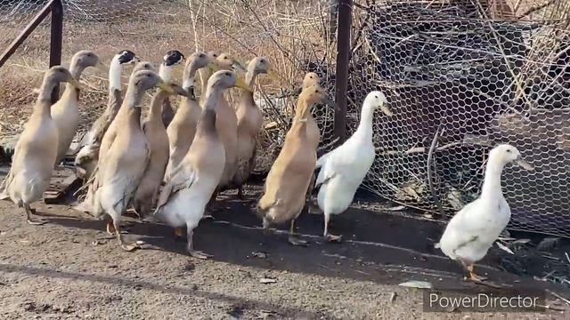 ПОЛНЫЙ ОБЗОР ХОЗЯЙСТВА смотреть онлайн