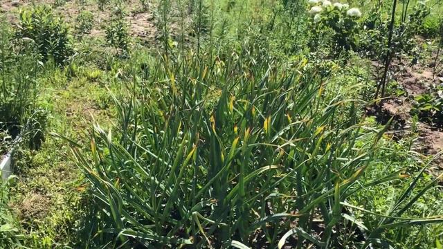 Обзор моего стихийного огорода.Дачная жизнь.Лето 2021 смотреть онлайн