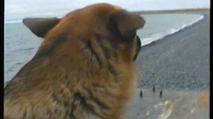 диксон рыбалка ч 2