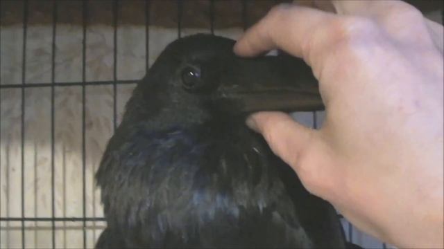 Залез в душу к ворону смотреть онлайн