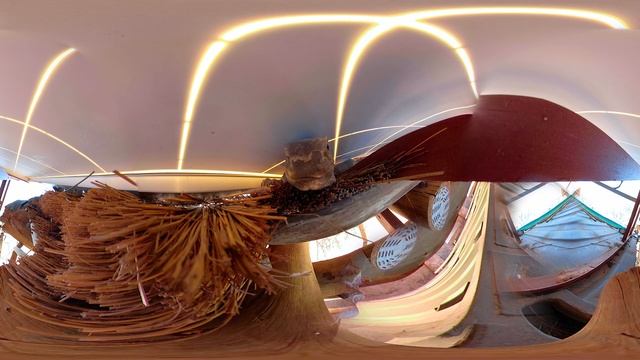 Licked by a Lizard | Wildlife in 360 VR смотреть онлайн