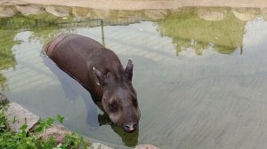 Тапир в Московском зоопарке спасается от жары в бассене