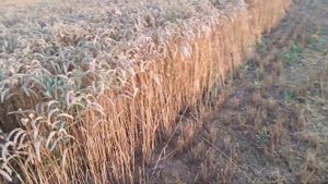 Оз.пшеница 2022.Уборка..Урожайность 70.1 ц. Норма высева 1 млн/га.