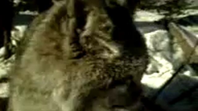 ВНИМАНИЕ!РЫСЬ не боится людей!!! смотреть онлайн