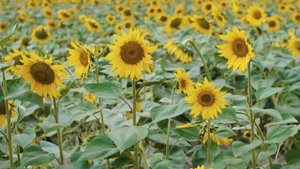 4K Blooming Flowers with Relaxing Piano Melodies & Nature Sounds - NATURE - Season 1; Part 2
